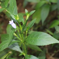 Strobilanthes adenophora Nees